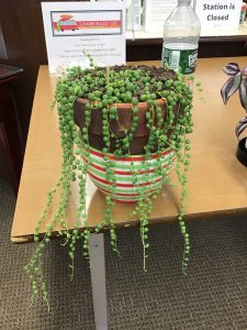 String of Pearls plant in August