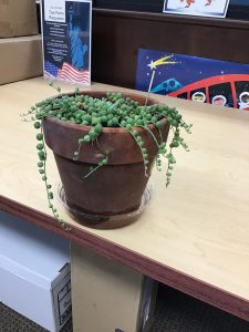 String of Pearls plant in May