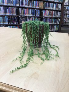 String of Pearls plant on October 9