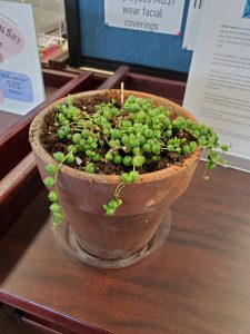 String of Pearls plant in April