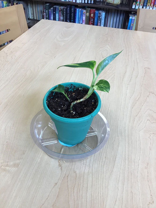 small pothos plant in dirt