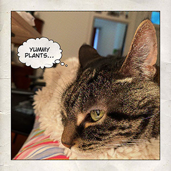 cat dreaming about yummy plants