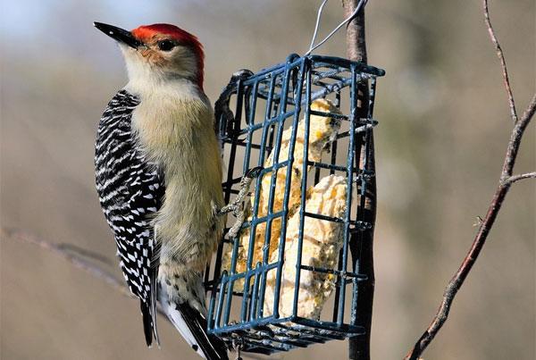 red-bellied woodpecker on bird feeder