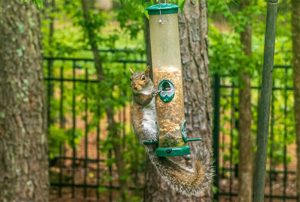 squirrel perched on feeder