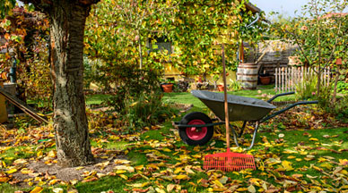 Fall foliage in a yard with a wheel barrow and leaf rake